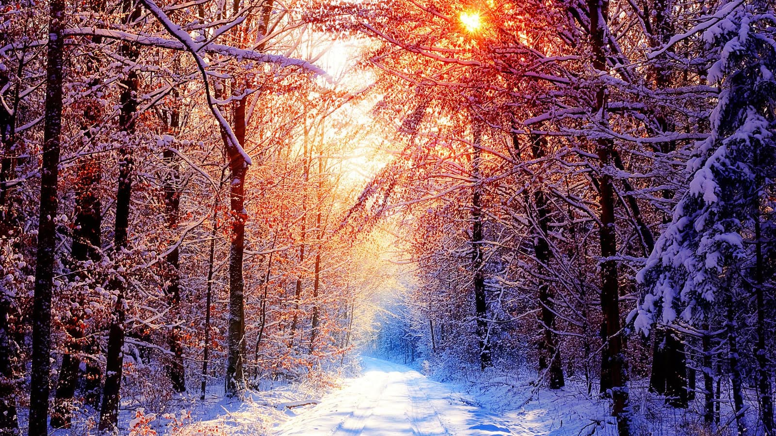 Snow-covered forest road in Vermont with winter sun filtering through bare trees