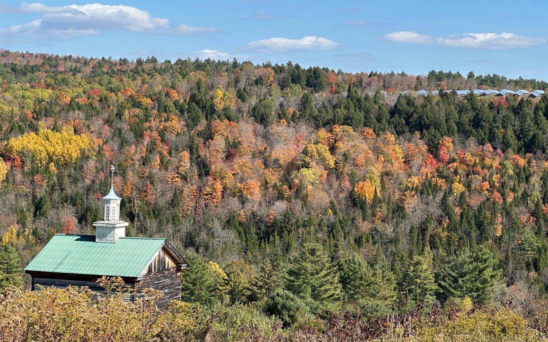 A hillside of sugar maples in peak red and orange autumn color above a white church steeple in a Vermont village
