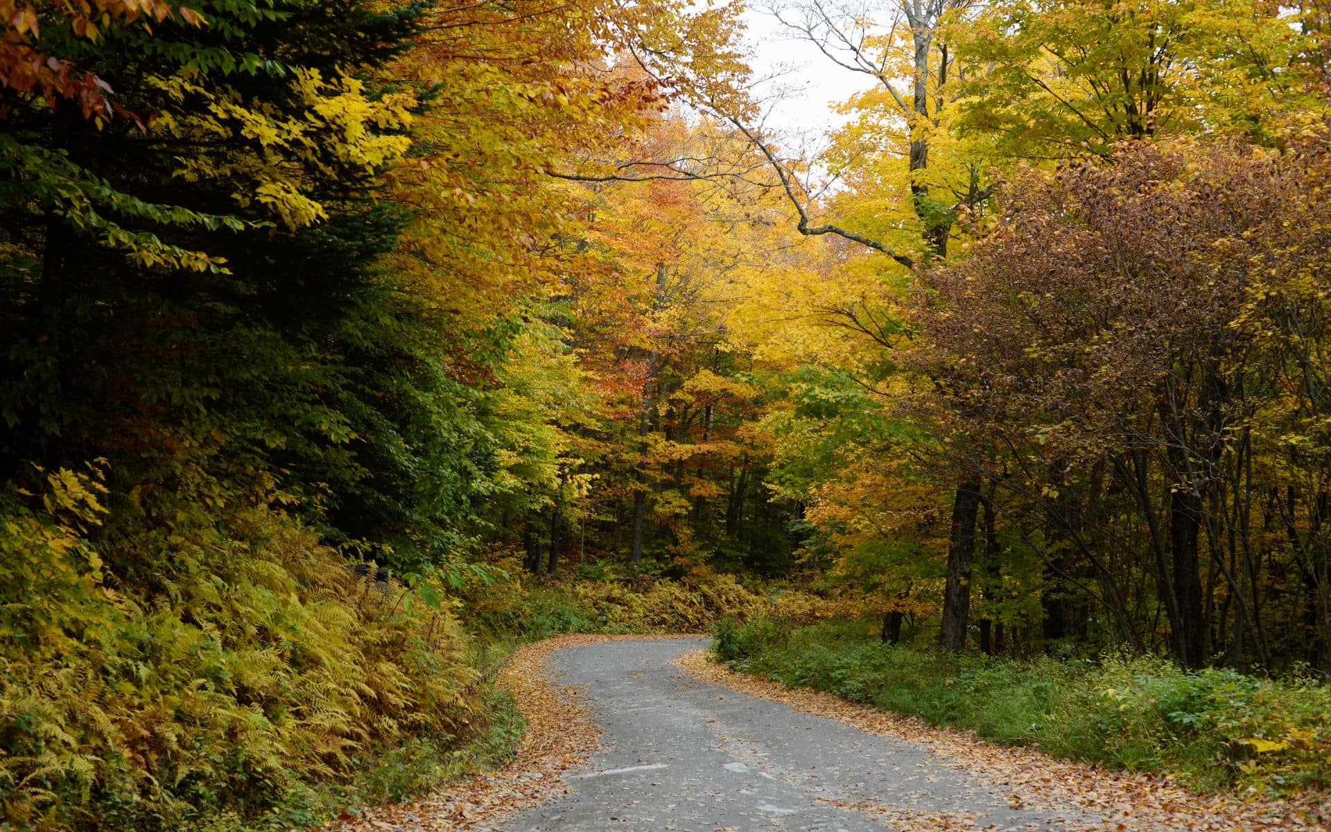 Fall Foliage and Leaf Peeping in Vermont