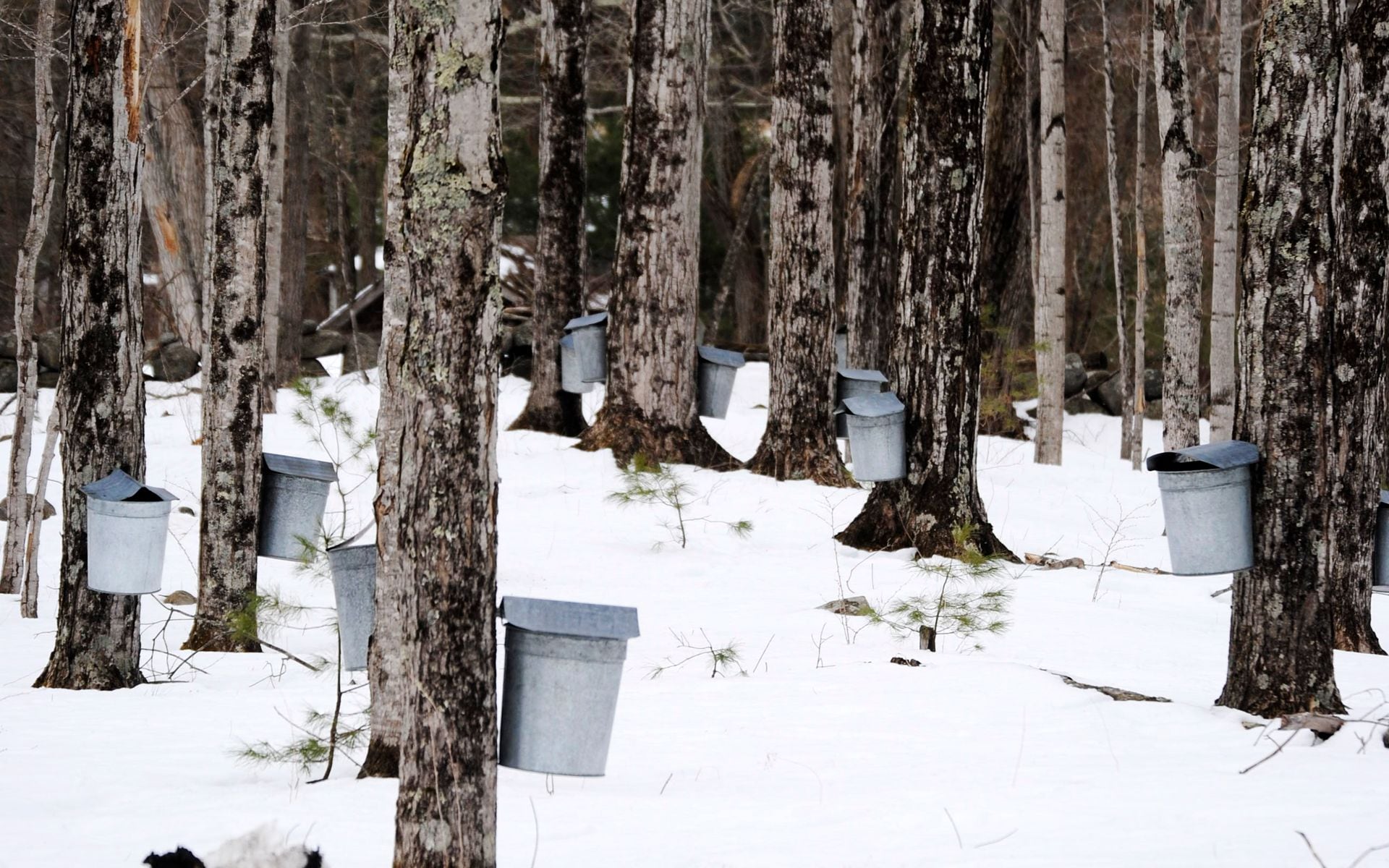 Maple Sugaring and Sugarhouses in Vermont